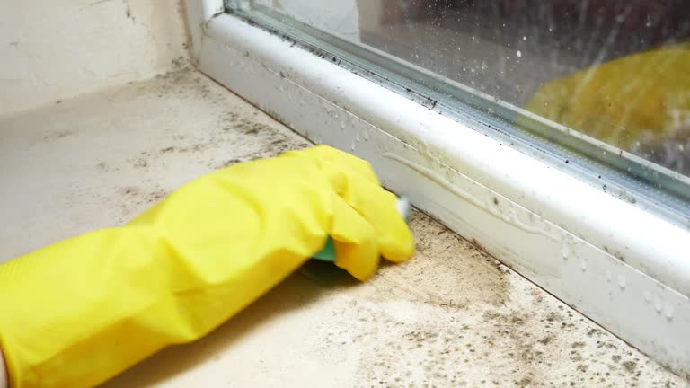 Best Commercial Mold Inspection  in Shawneetown, IL